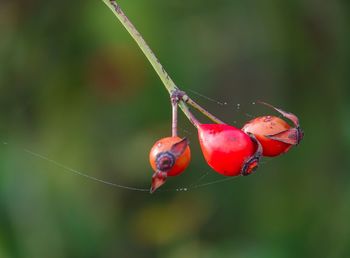 Close-up of wet red berries on plant