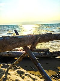 Driftwood on beach against sky during sunset