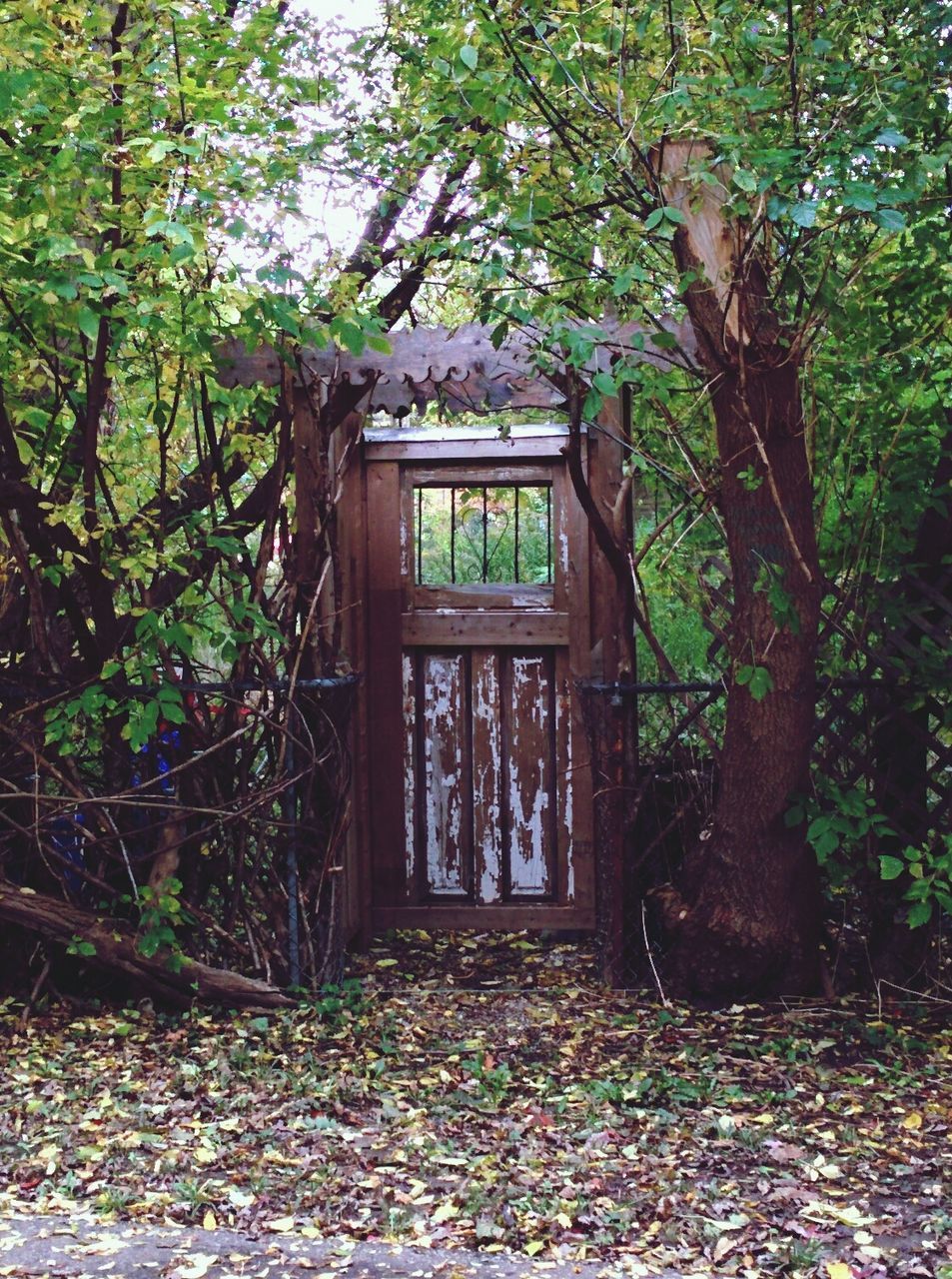 tree, forest, growth, wood - material, built structure, plant, house, abandoned, tranquility, architecture, green color, nature, day, tree trunk, leaf, branch, no people, absence, door, bench