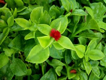 Close-up of red flower