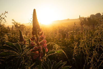 Majestic twilight blooms. lupinus flower illuminating the meadow in northern europe