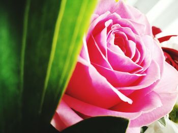 Close-up of pink flower