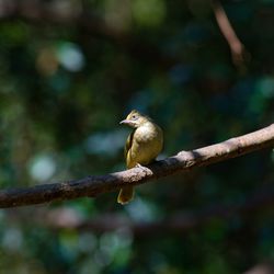 Close-up of bird perching on branch