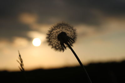 Close-up of dandelion against sky at sunset