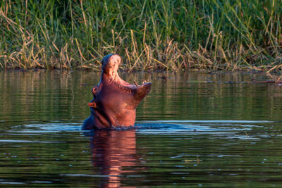 View of horse in lake