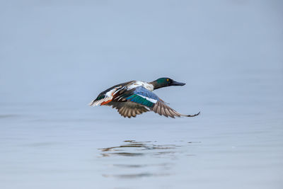 Side view of bird flying over lake