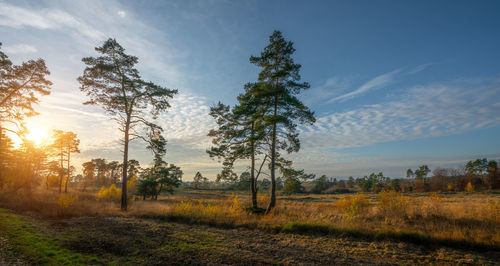 Trees on field against sky