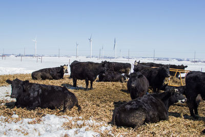 Herd of cows laying on cornstalk bedding in winter.