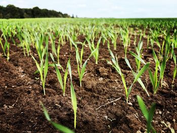 Close-up of plants growing on field