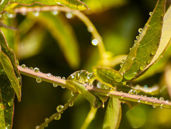 Close-up of insect on plant