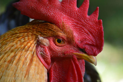 Close-up of rooster