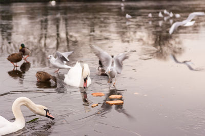 Swans swimming in lake