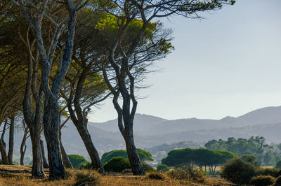 Trees on landscape against sky