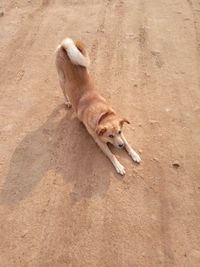 High angle view of dog lying on land