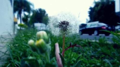 Close-up of dandelion on plant