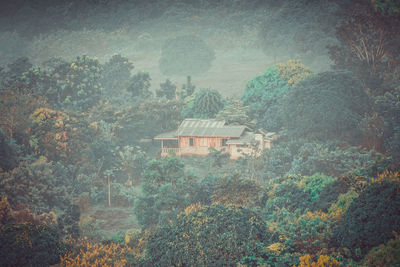 Trees and plants growing in forest