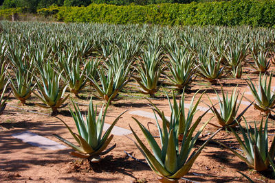 Neat garden of aloe vera and various succulents grown in the dry soil of the balearic islands