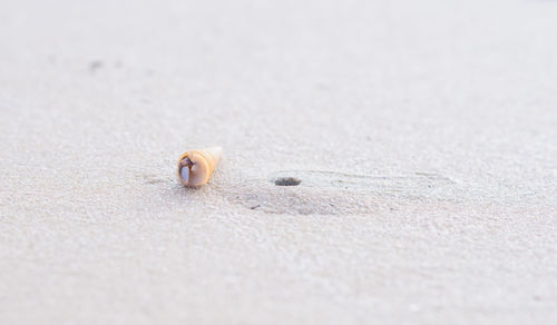 Close-up of an animal shell on sand