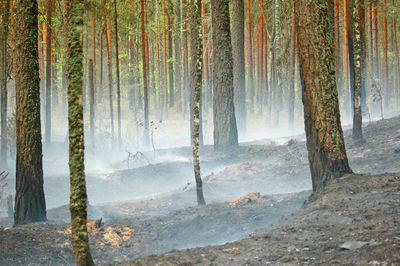 View of pine trees in forest