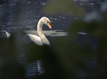Swan swimming in lake