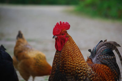 Hens on street