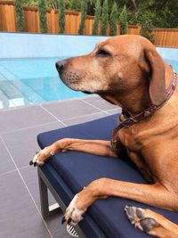 Close-up of dog looking at swimming pool