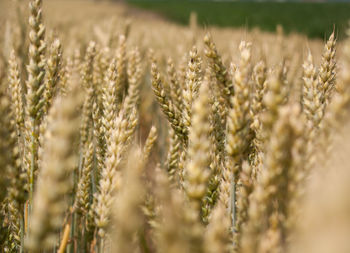 Wheat in field. agriculture, bread. summer