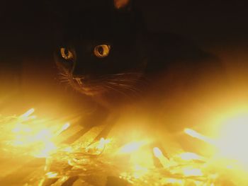 Close-up of illuminated cat