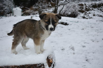 Portrait of dog on snow covered land