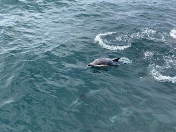 High angle view of turtle in sea