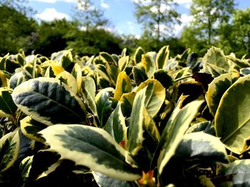 Close-up of plants