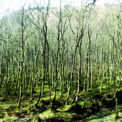 Trees in forest