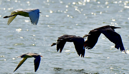 Birds flying over lake