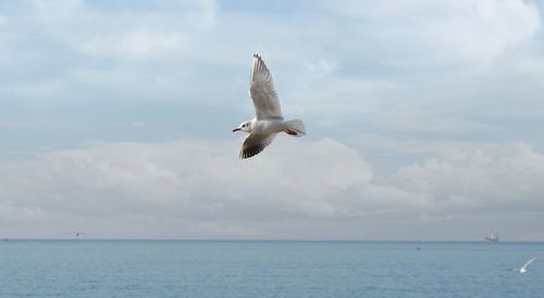 Seagull flying over sea against sky