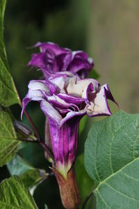 Close-up of purple iris flower