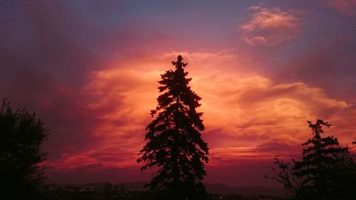 Silhouette of trees at sunset