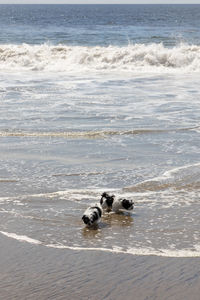 Havanese puppy playing on the beach