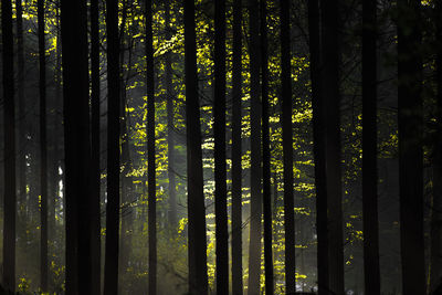 View of bamboo trees in forest