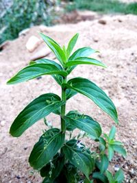 High angle view of leaves