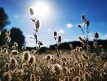 Close-up of flowering plants on field against bright sun