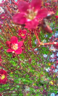 Close-up of pink flower blooming on tree