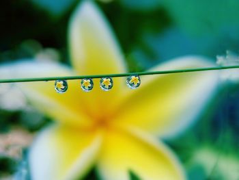 Close-up of wet yellow flower