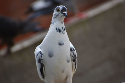 Close-up of seagull