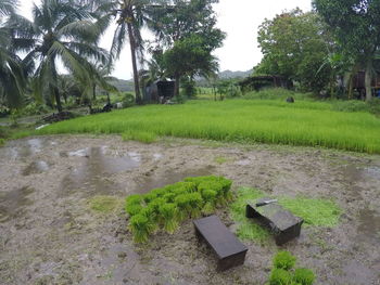 View of palm trees and plants