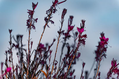 Low angle view of pink flowers blooming against sky