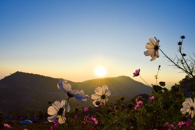 Close-up of flowering plants against sky during sunset