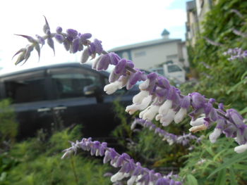 Close-up of pink flowers on plant