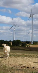 Cows standing in a field