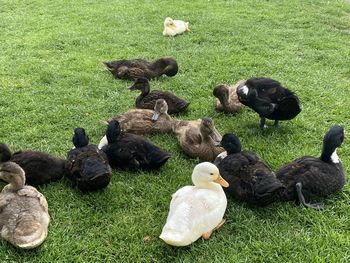 Ducks in a field