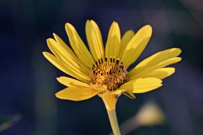 Close-up of yellow flower